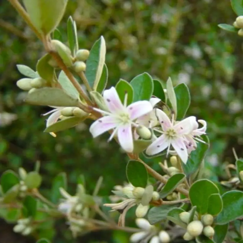 Correa Alba Rosea - Fuschsia Australien