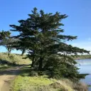 Cyprès Lambert - Cupressus Macrocarpa
