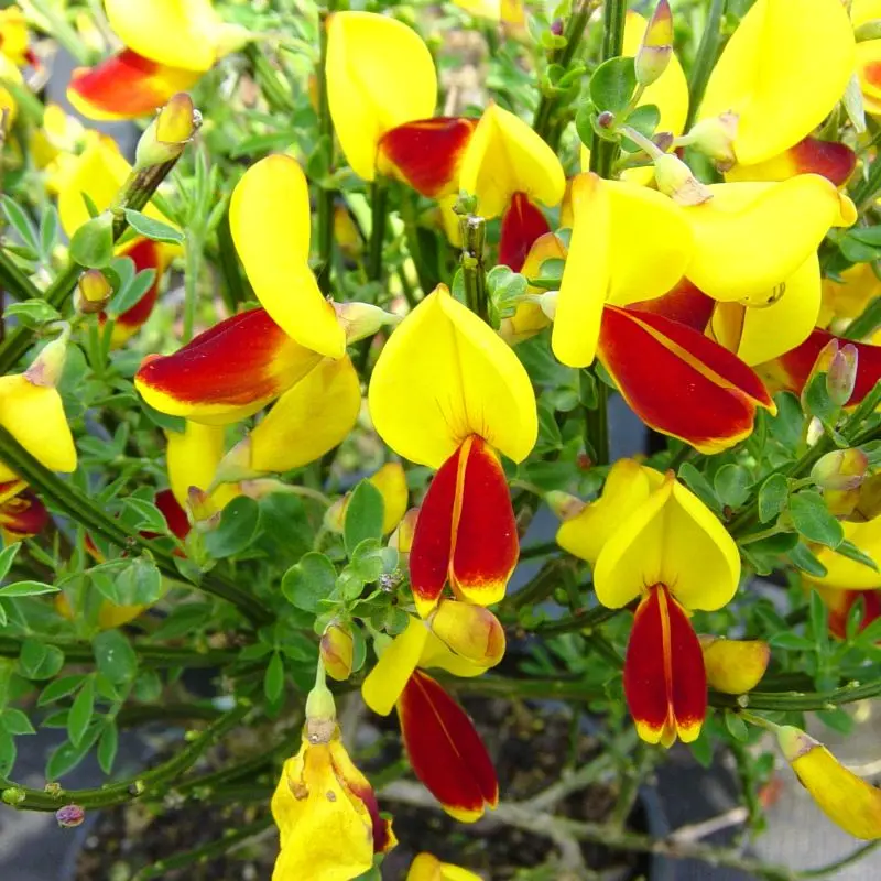 Cytisus Scoparius Andreanus - Genêt à balais Andreanus bicolore