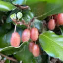 Elaeagnus Ebbingei