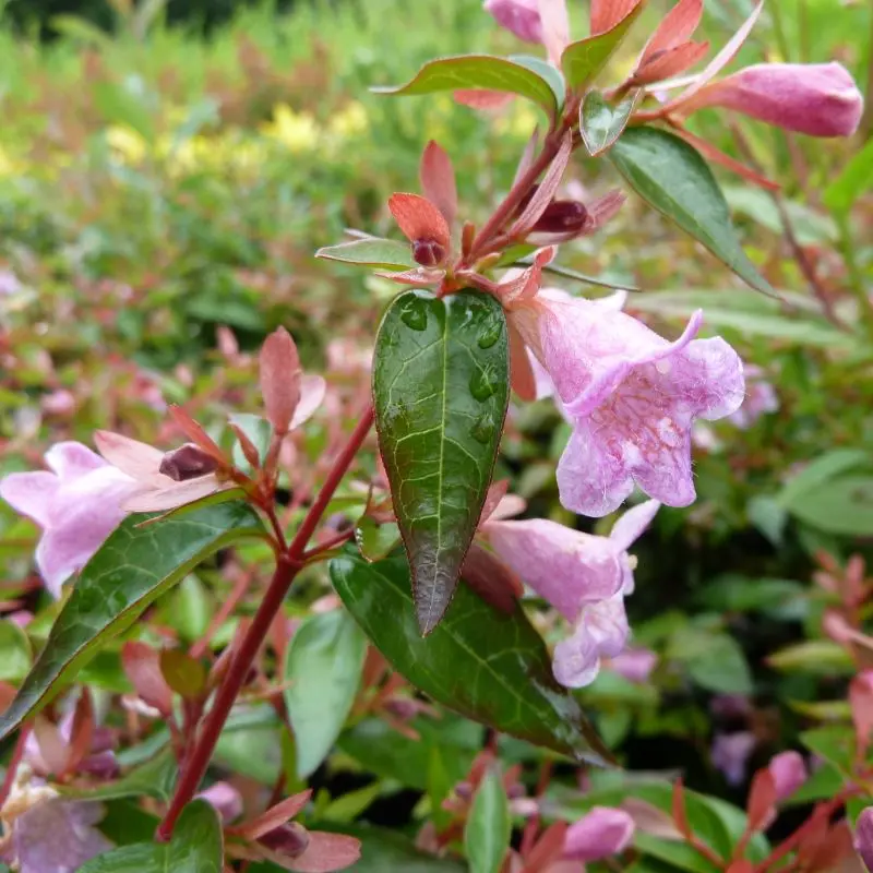 Abelia Edward Goucher