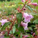 Abelia Edward Goucher
