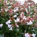 Abelia Grandiflora