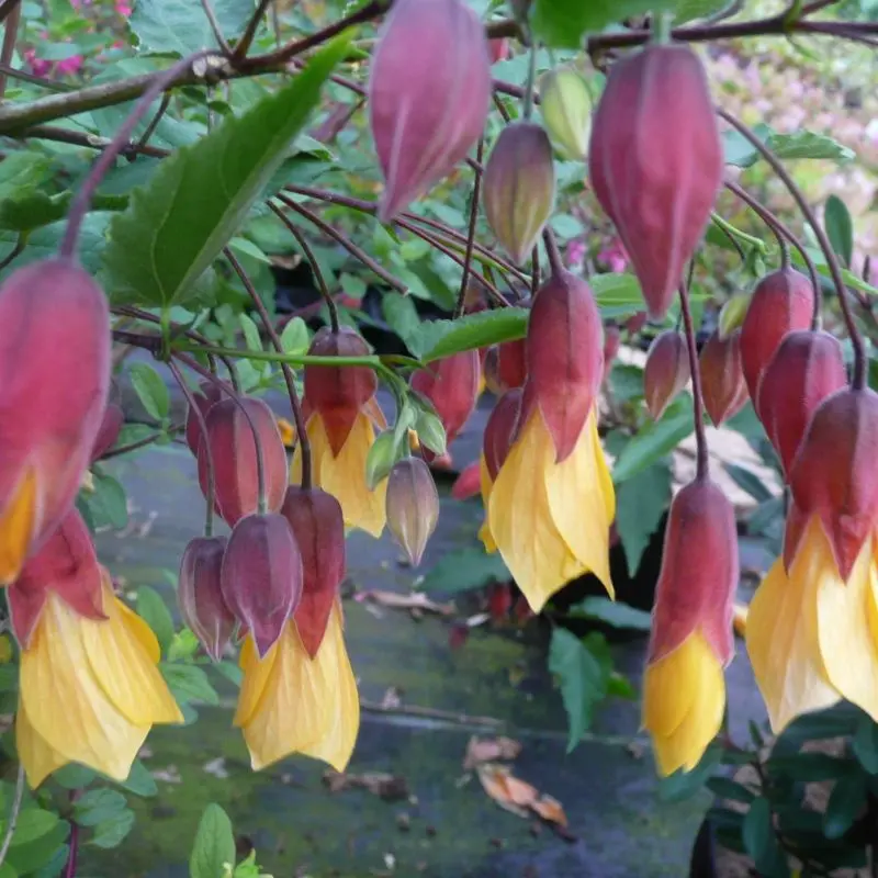Abutilon Kentish Bell