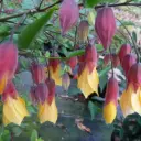 Abutilon Kentish Bell
