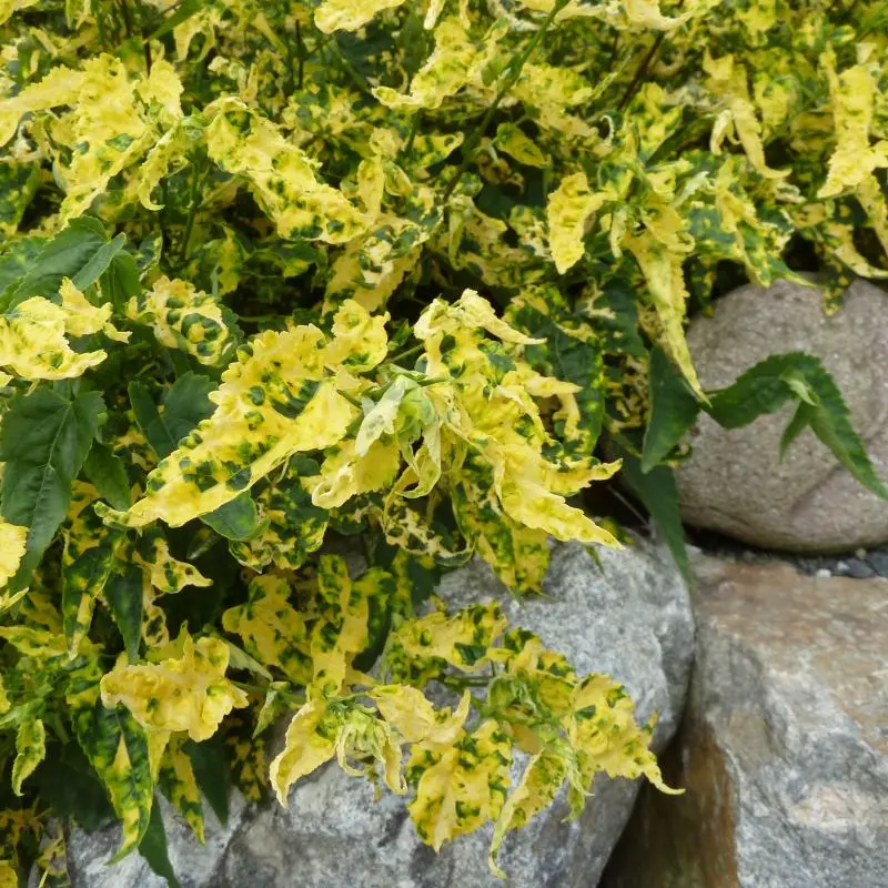 Abutilon Megapotanicum Variegata