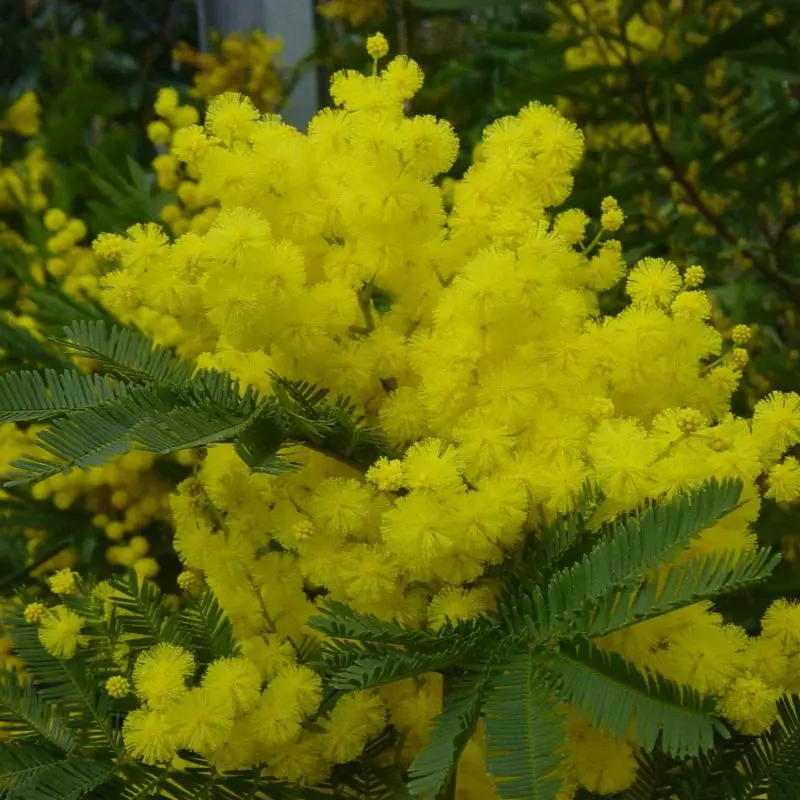 Acacia Dealbata Gaulois - Mimosa d'hiver