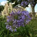 Agapanthe Umbellatus = Africanus - Agapanthus