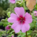 Anisodontea El Rayo