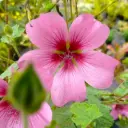 Anisodontea El Rayo