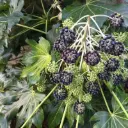 Aralia Sieboldii = Fatsia Japonica
