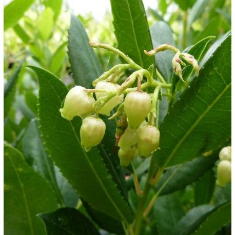 Arbutus Unedo Atlantic