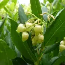 Arbutus Unedo Atlantic - Arbousier Atlantic