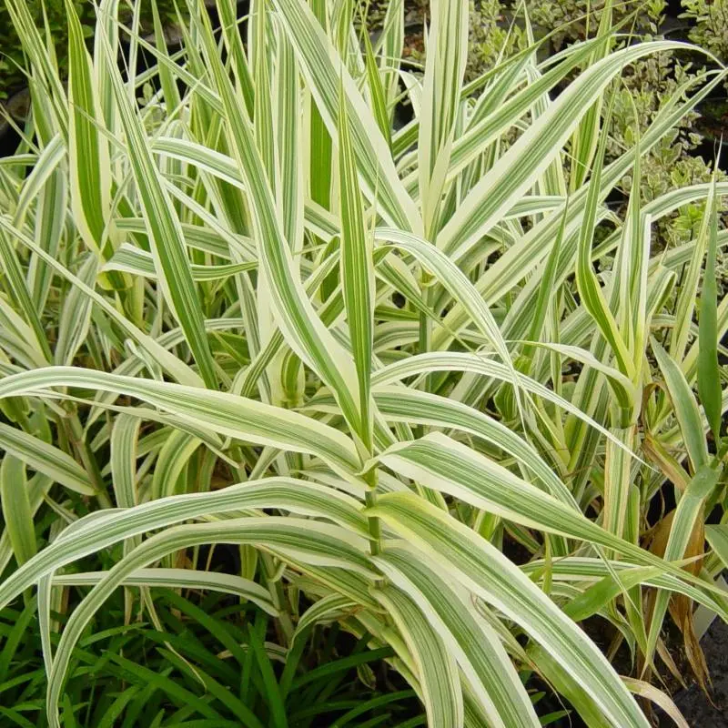Arundo Donax