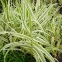 Arundo Donax