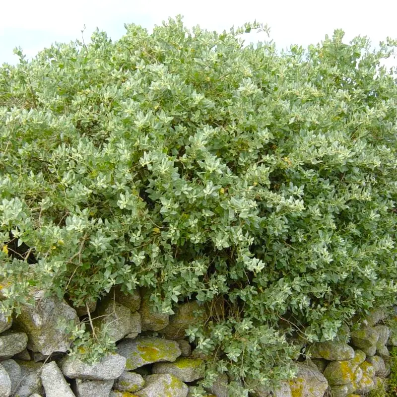 Atriplex Halimus - Pourpier de mer, Arroche marine