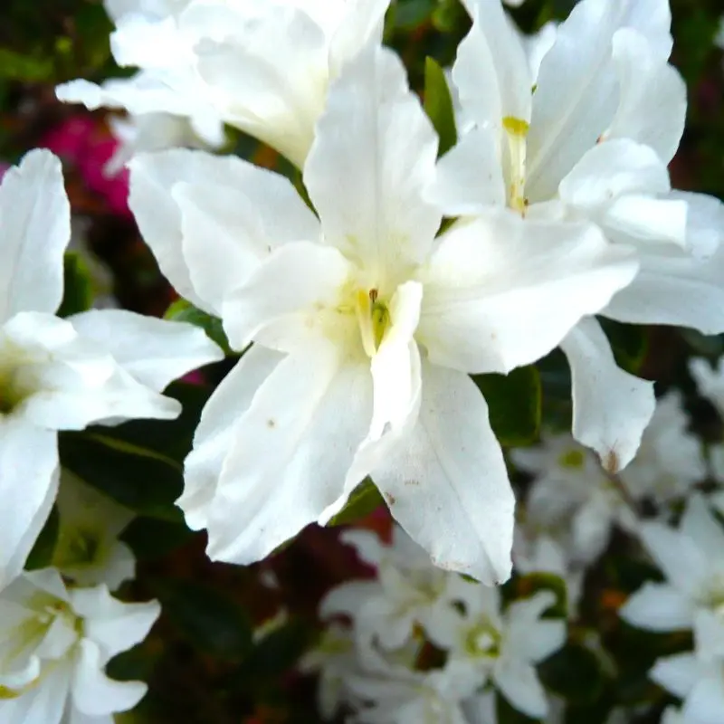 Azalée japonaise blanche - Azalea Japonica Adonis