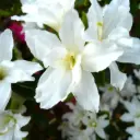 Azalée japonaise blanche - Azalea Japonica Adonis