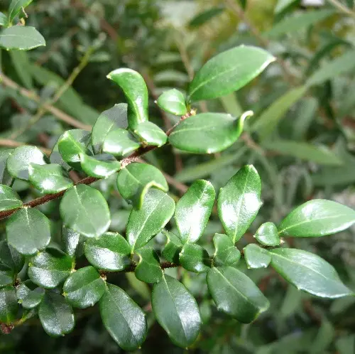 Azara Microphylla