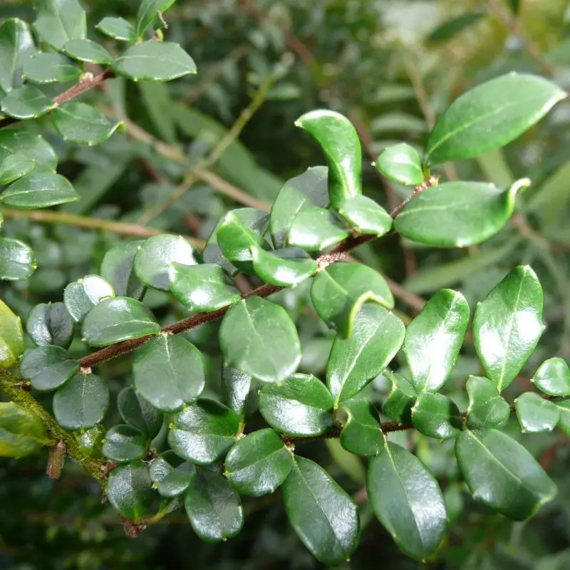 Azara Microphylla