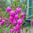 Boronia Heterophylla
