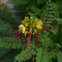 Caesalpina Gilesii