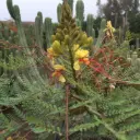 Caesalpina Gilesii - Oiseau de Paradis