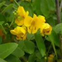 Cassia Corymbosa