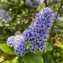 Ceanothus Arboreus Trewithen Blue - Céanothe en Arbre