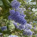 Ceanothus Arboreus Trewithen Blue - Céanothe en Arbre