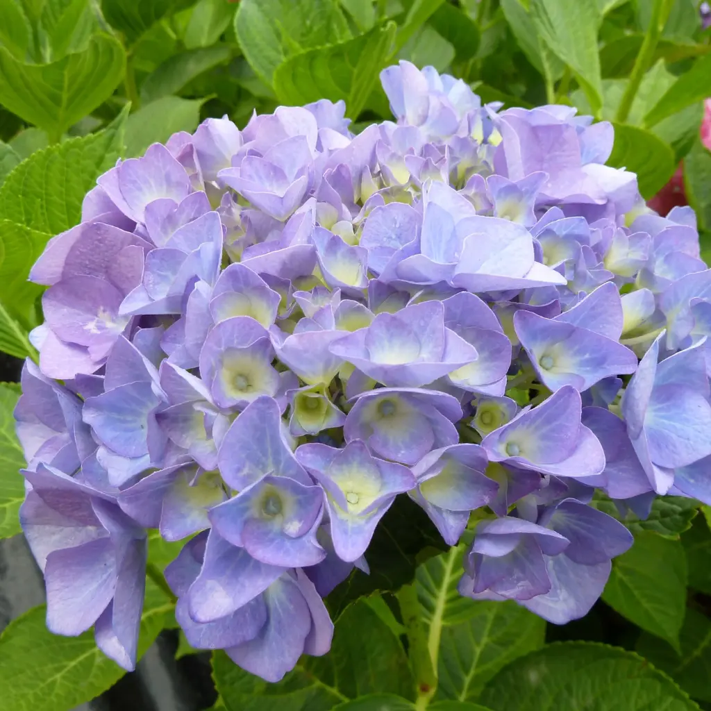 Hydrangea Macrophylla Bodensee - Hortensia Bodense