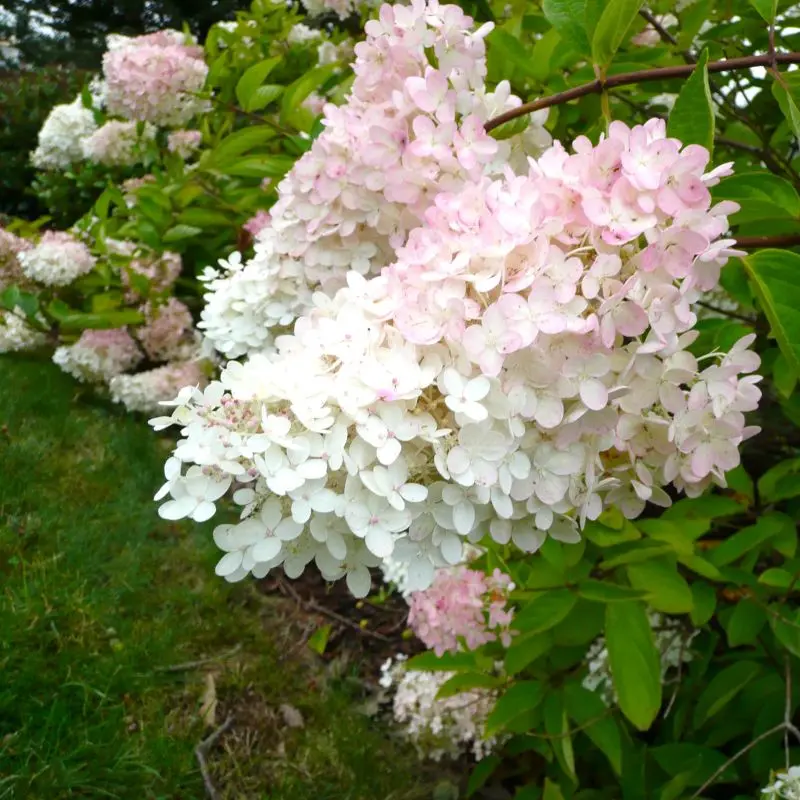 Hydrangea Paniculata Grandiflora - Hortensia Paniculata Grandiflora