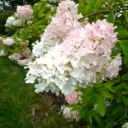 Hydrangea Paniculata Grandiflora - Hortensia Paniculata Grandiflora