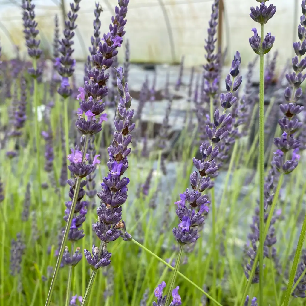 Lavande Grosso - Lavandin - Lavandula Intermedia Grosso