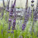 Lavande Grosso - Lavandin - Lavandula Intermedia Grosso