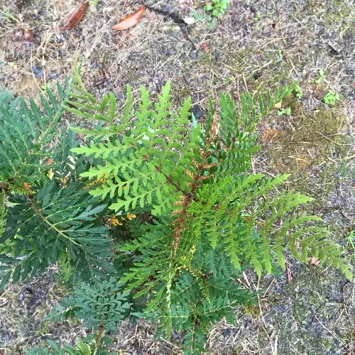 Lomatia Ferrugina