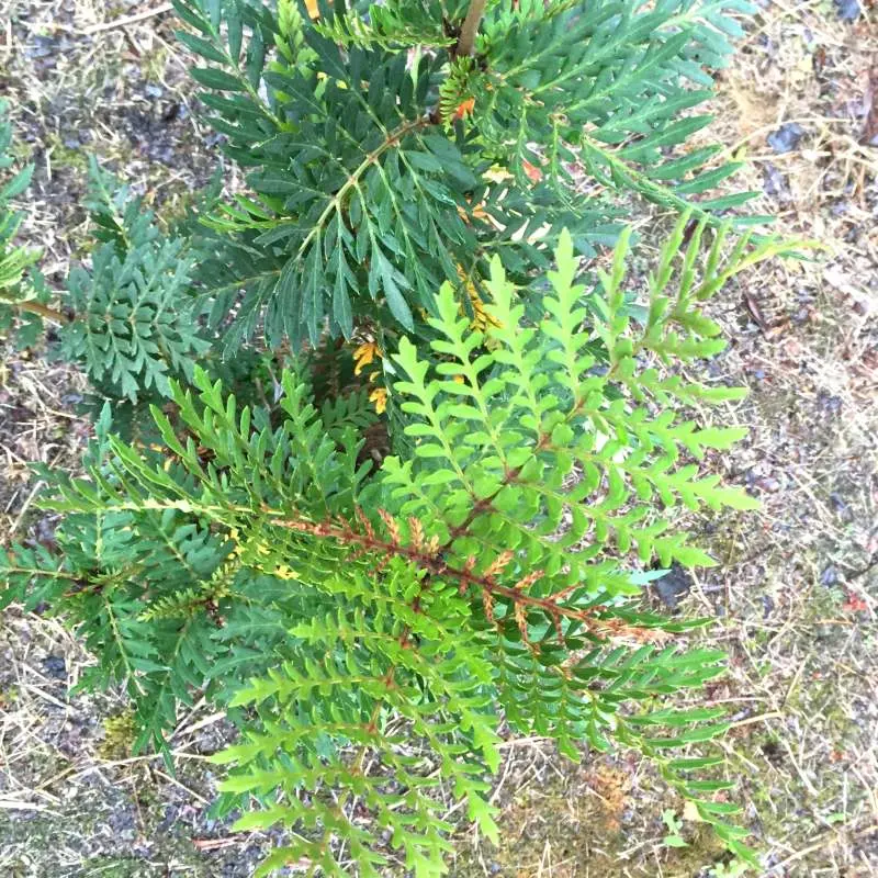 Lomatia Ferrugina-Lomatie Ferrugineuse