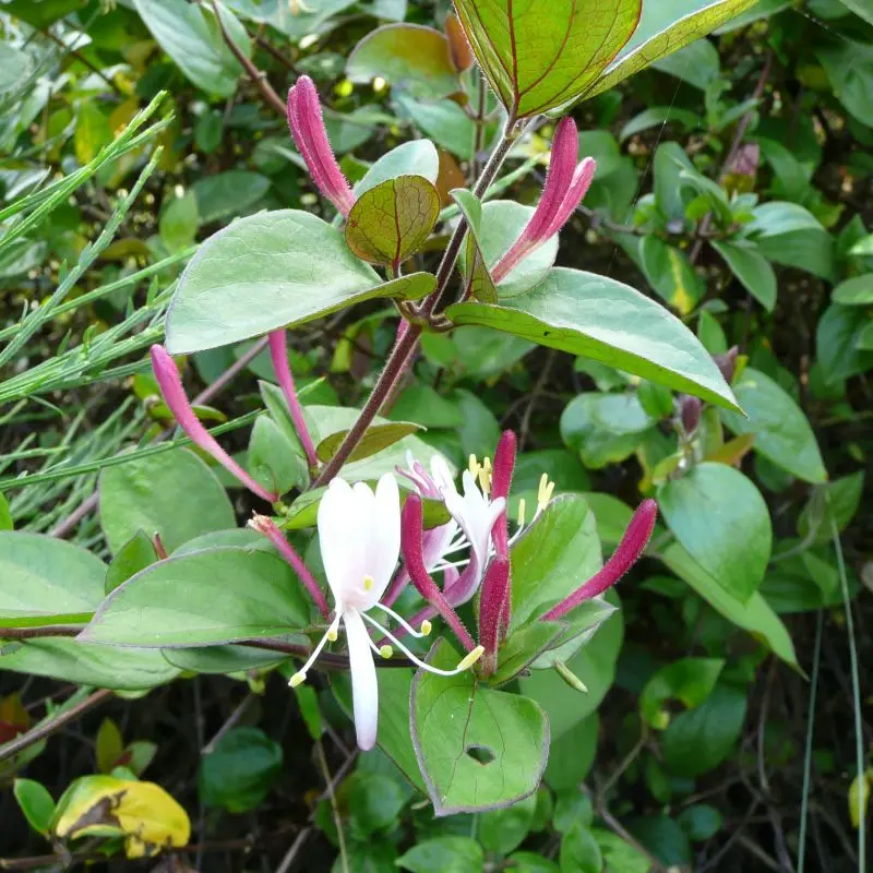 Lonicera Japonica Chinensis - Chèvrefeuille Japonica Sinensis