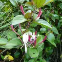 Lonicera Japonica Chinensis - Chèvrefeuille Japonica Sinensis