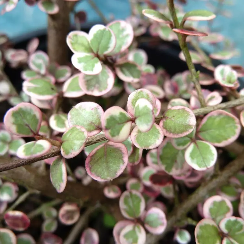 Lophomyrthus Ralphii Little Star - Myrte ralphii Little Star 