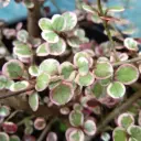 Lophomyrthus Ralphii Little Star - Myrte ralphii Little Star 