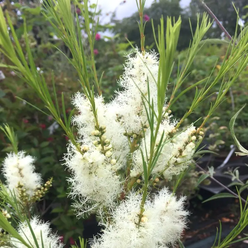 Melaleuca Alternifolia - Arbre à Thé