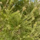 Melaleuca Alternifolia