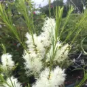 Melaleuca Alternifolia - Arbre à Thé