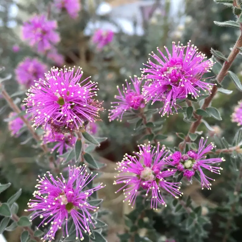 Melaleuca Squamea