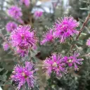 Melaleuca Squamea