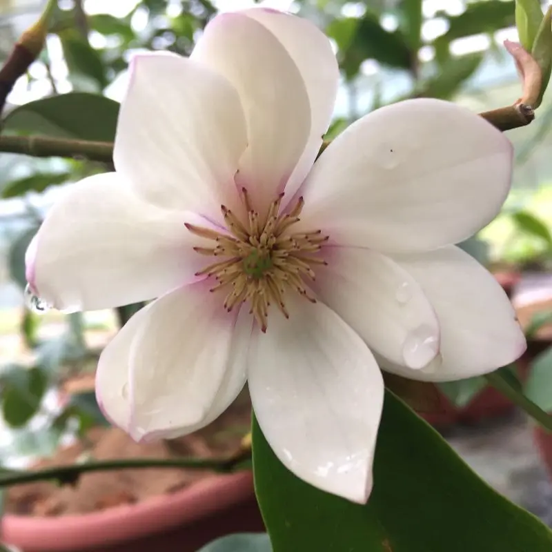 Michelia Figo - Arbuste banane