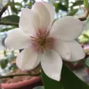 Michelia Figo