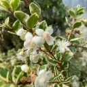 Myrtus Apiculata = Luma
