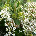 Olearia Haastii (X)